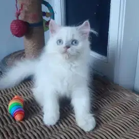 Kucing Persia Medium Betina