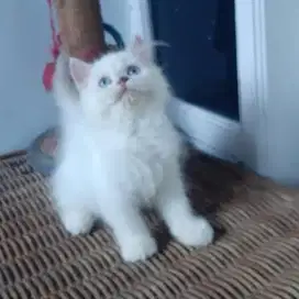Anakan Kucing Persia Medium