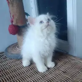 Kucing Persia Betina