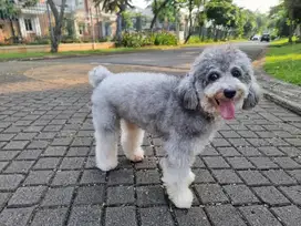 Poodle silver jantan