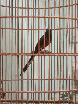 Burung Murai Bantu super murah