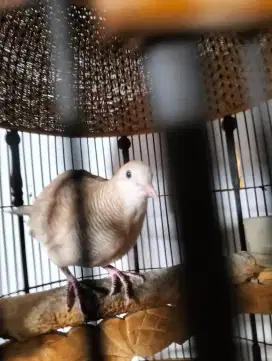 Perkutut Albino Mata Merah