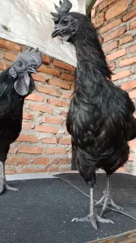 Sepasang Ayam Cemani Asli Lidah Hitam