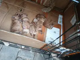 ANJING POODLE TOY ECER BORONG BISA