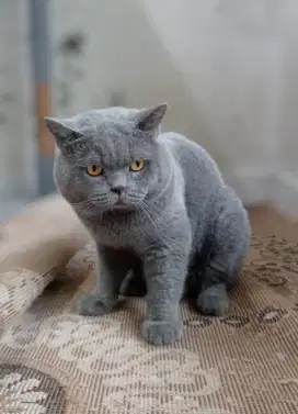British Shorthair Ped WCF