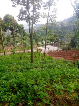 Tanah kebun pinggir jalan tegalmanggung Cinulang