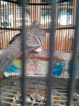 Perkutut lokal jantan gacor pol bode big