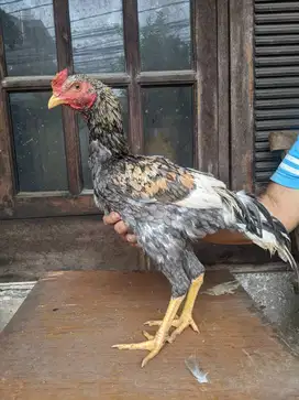 Ayam Ketawa Dangdut Usia 4 Bulan