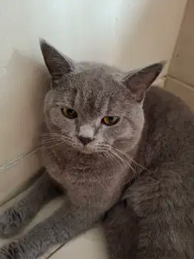 BSH Blue - British Short Hair Pure Blood Line