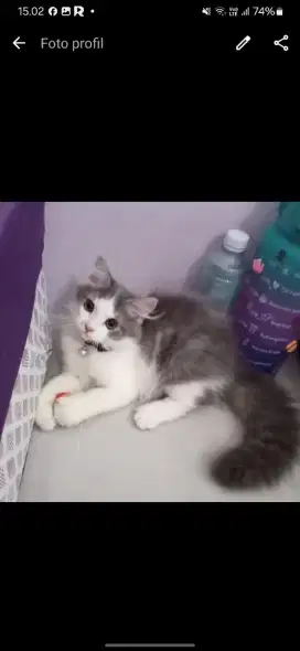 Cuteeee cat grooming