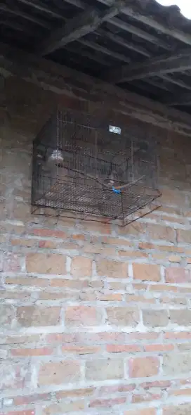 burung kutut dan sangkar