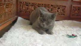 British short hair/ BSH betina