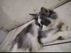 Dijual cepat Kucing Munckhin Bel Persia