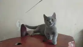 BSH Munchkin  jantan
