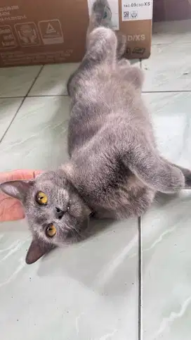 open adopt kucing bsh