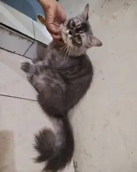 Dijual cepat Kucing Persia Short Hair