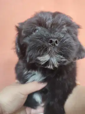 Dijual anak Anjing Shitzu x Poodle 2bulan. Lokasi BOGOR