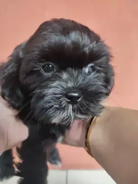 Dijual anak anjing Shitzu x Poodle 2bulan. Lokasi BOGOR