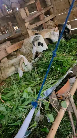 Domba kurban murah