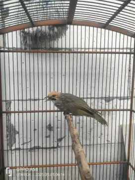 Burung cucak Rowo ternaaan UM kurang lebih 9 bln