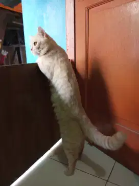 British shorthair cream jantan