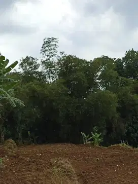 JUAL MURAH TANAH KEBUN