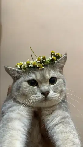open adopt kucing bsh