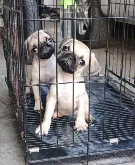 Puppy pug betina 2.5 bulan