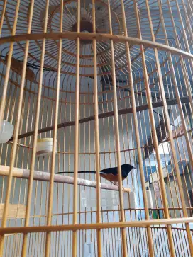 Murai batu Medan pastol
