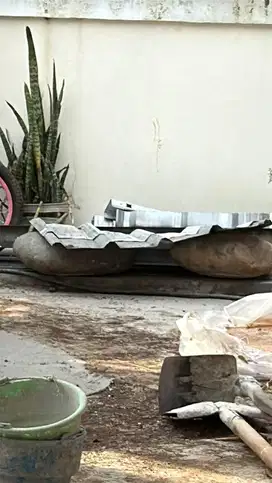 Dijual Batu Hias Beringin Dollar