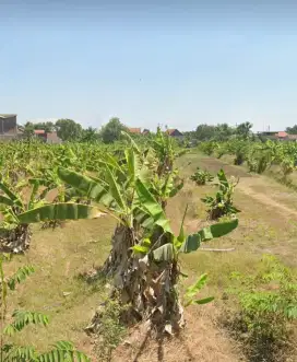 Dijual sawah Lokasi Wonokasian Sidoarjo