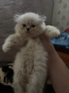 Kucing bsh mix ragdoll