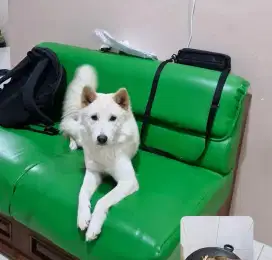 Open Adopt Anjing Kintamani Betina (DOB 1 Juni 24)