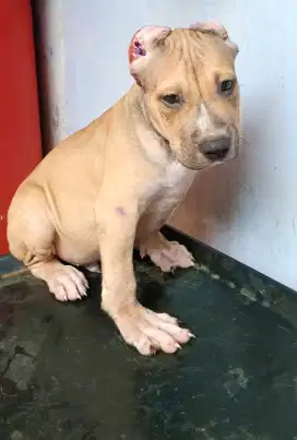 American Pittbul