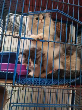 Jual kucing persia platnose umur 3 bulan