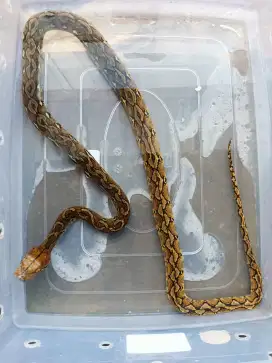 Retsul lokality pinrang