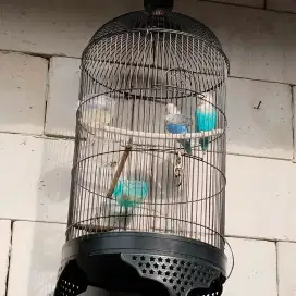 Lovebird nyasa blue