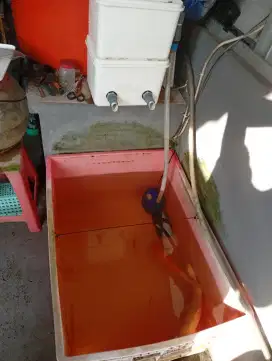 Ikan Koi beserta satu set bak dan mesin pompa