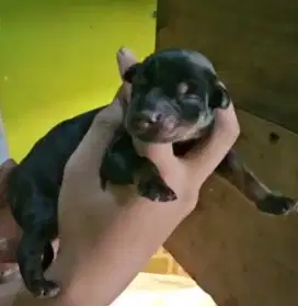 Doberman puppies