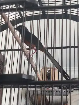 Murai hutan mapan gacor full materi siap gantang