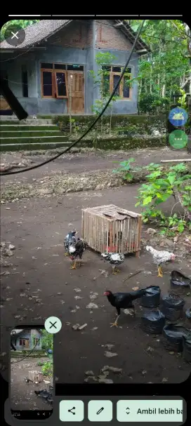Ayam untuk opor