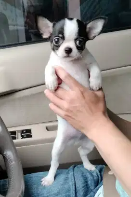 Chihuahua Jantan Belang Sapi Surat Lengkap