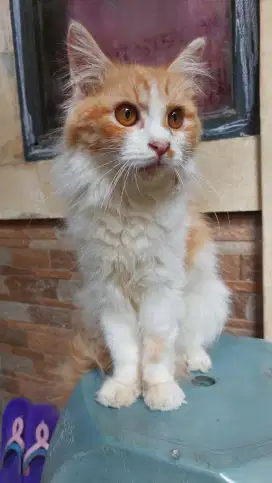 Persia x maincoone ganteng bigbone
