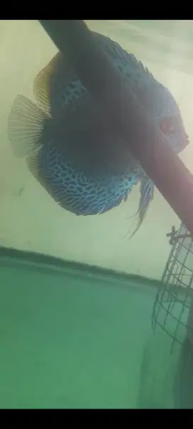 Ikan discus burayak