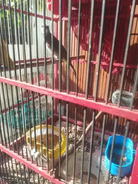 JUAL CEPAT TRUCUK