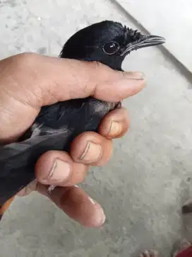 Jual burung murai Palangka