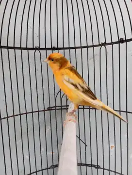 Burung kenari gacor bon simetris