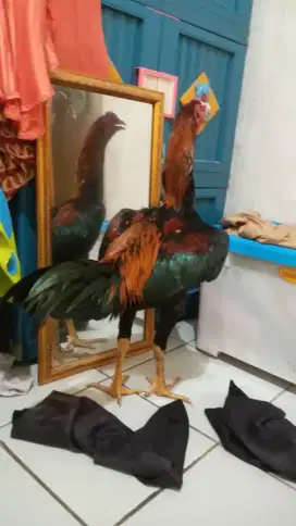 ayam bangkok trah jawara