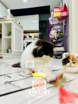 kucing persia peaknose lucu bertopeng