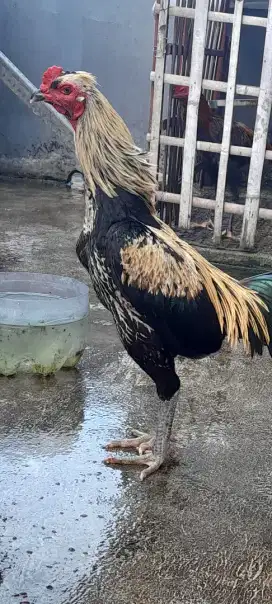 Ayam pamakoy umur 8 bulan